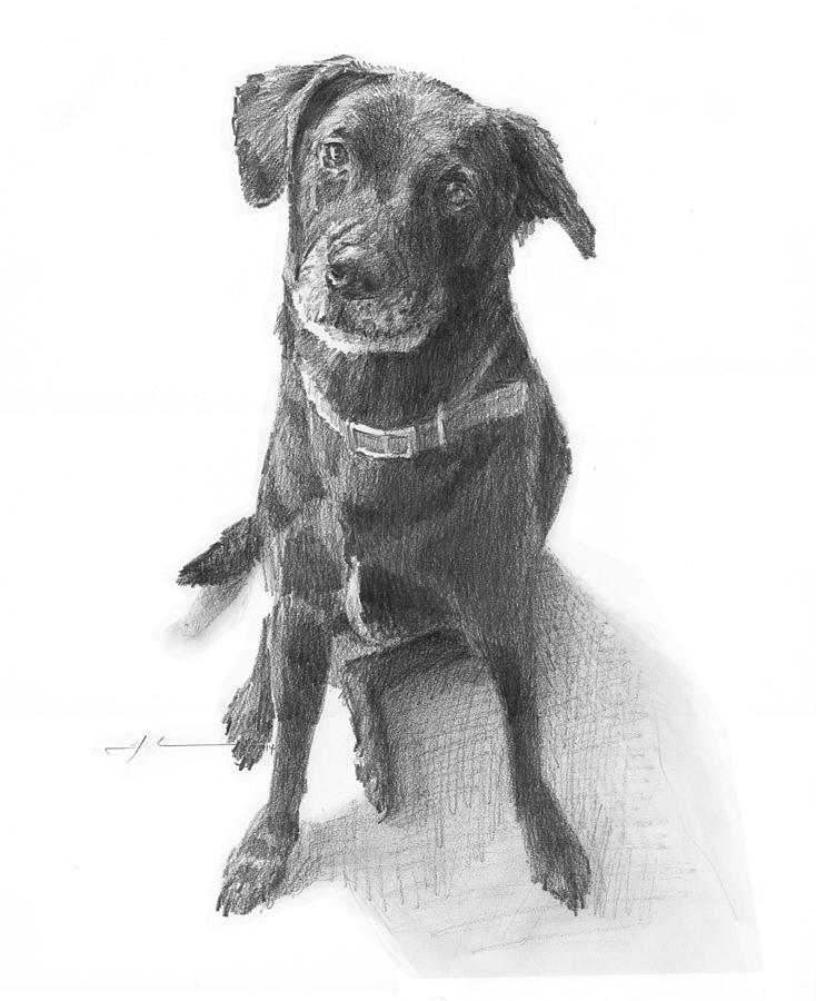 Black Mutt Pencil Portrait Drawing by Mike Theuer