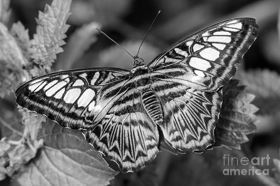Black n White Butterfly Photograph by Lucid Mood