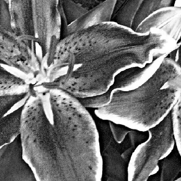 Black N White Flowers Photograph by Ashley Flowers