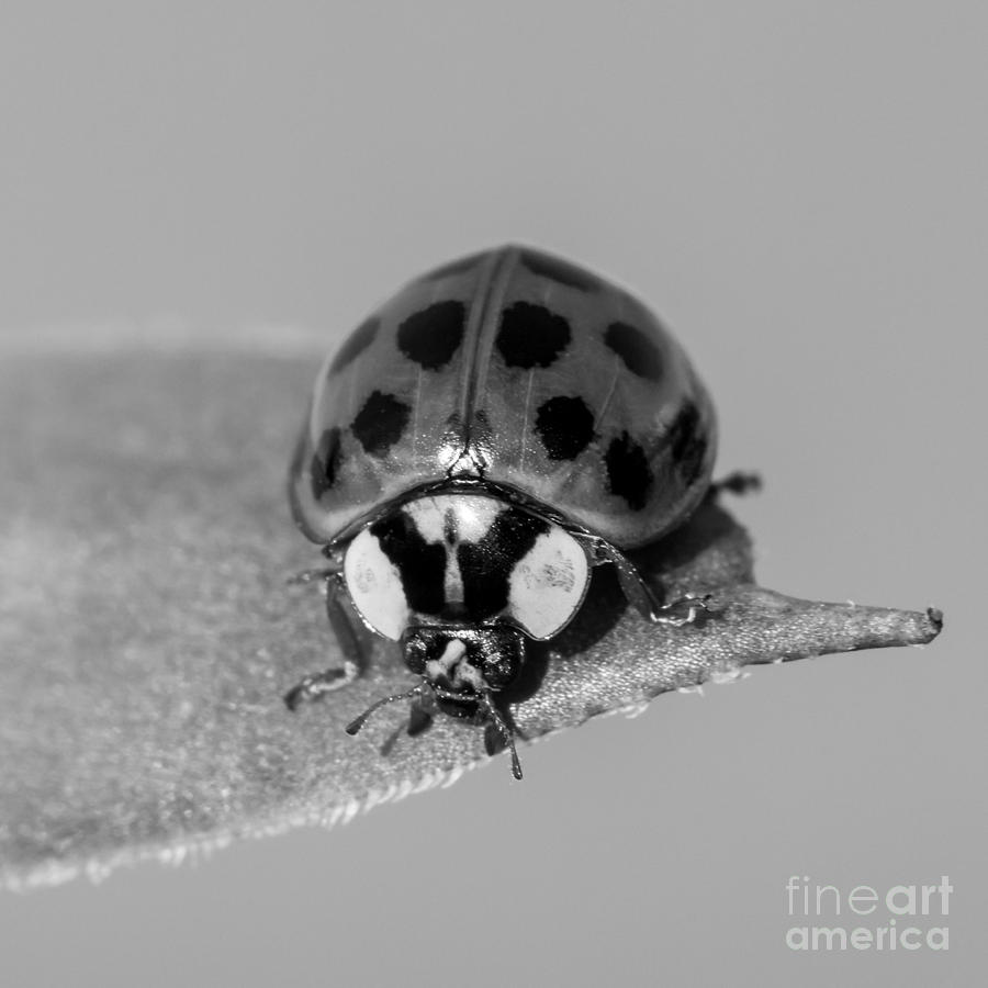 Insects Photograph - Black n White Ladybug by Lucid Mood