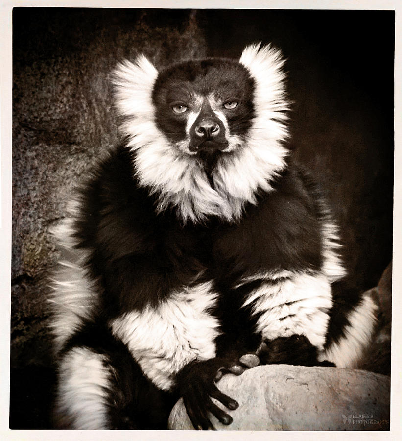Black N White Ruffed Lemur Mixed Media by Elaine Malott