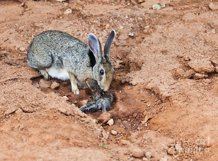 Black-naped Hare with newborn leveret Photograph by Liz Leyden