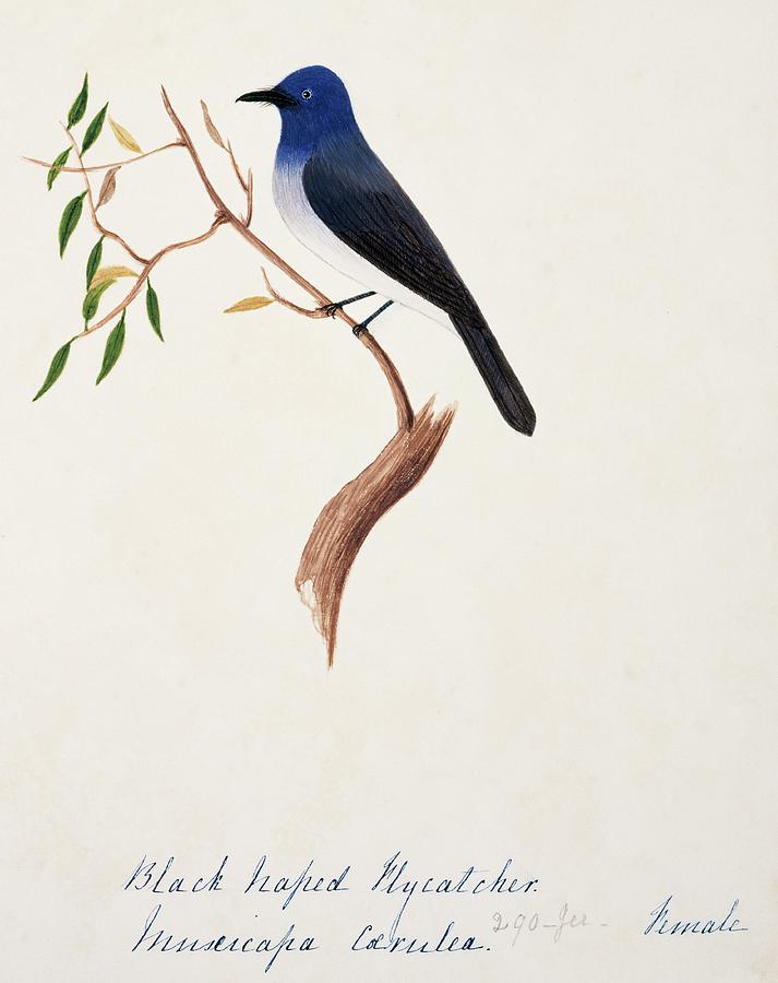 Black-naped Monarch Male Photograph by Natural History Museum, London/science Photo Library