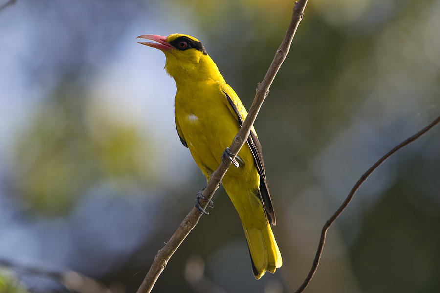 Black-naped Oriole  India Photograph by Konrad Wothe