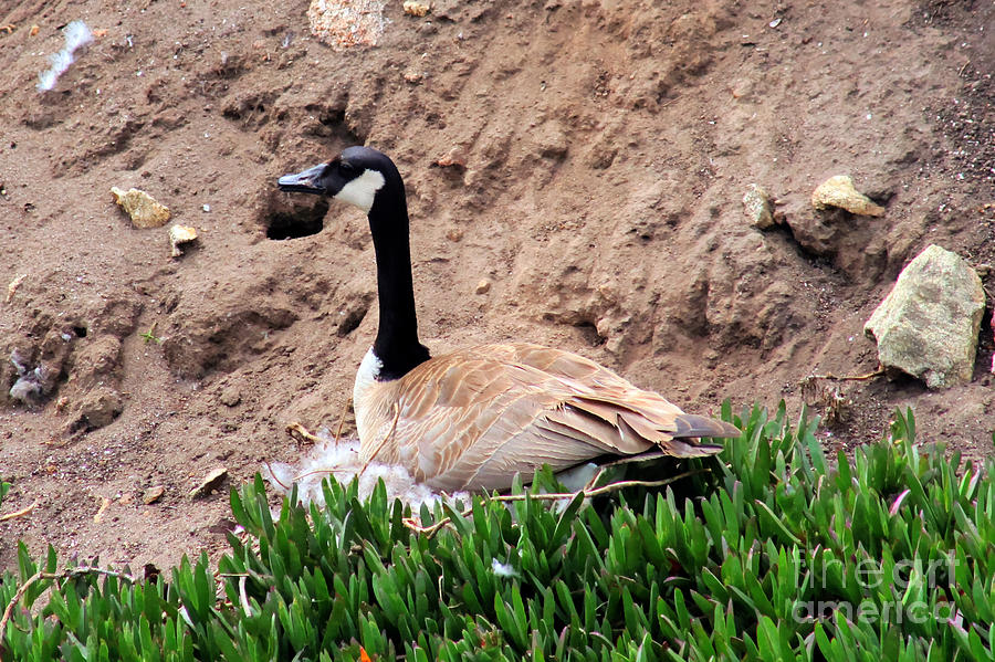 Black Neck Goose Photograph by Tap On Photo