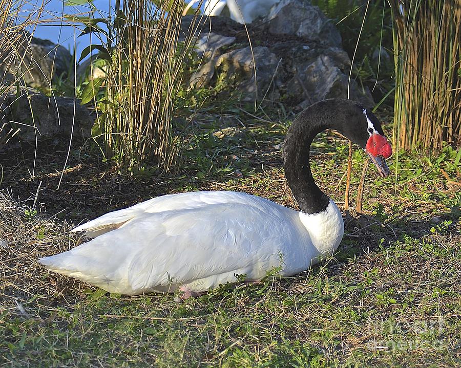 Black Neck Swan Photograph by Carol  Bradley