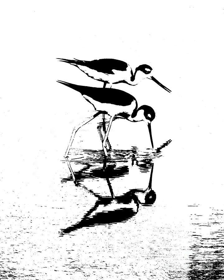 Abstract Photograph - Black-necked stilt - Abstract by TN Fairey