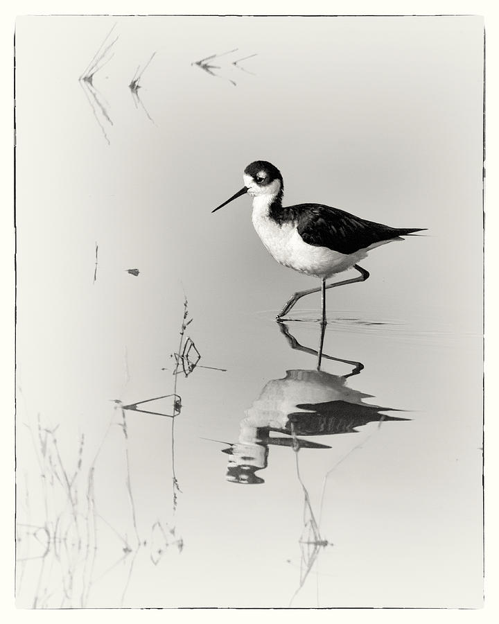Bird Photograph - Black-necked Stilt at Carson Lake Wetlands by Priscilla Burgers