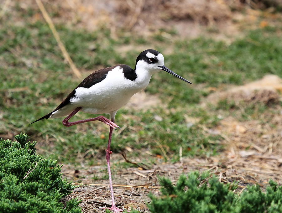 Black necked Stilt Photograph by David Byron Keener | Pixels