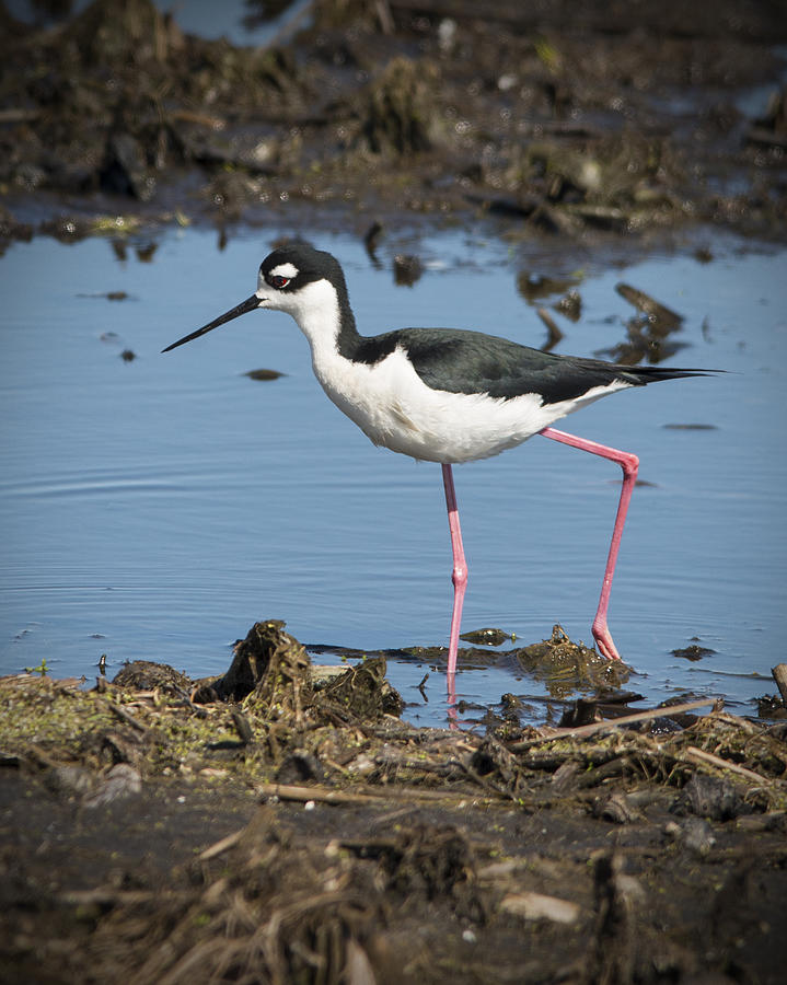 Black Necked Stilt Photograph by Jayne Gohr | Fine Art America