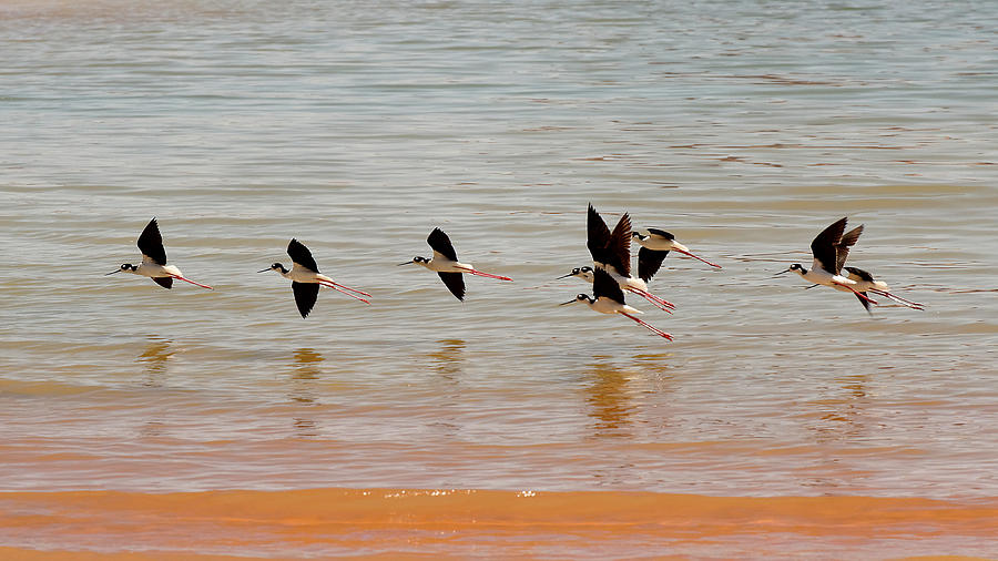 Wildlife Photograph - Black-necked Stilt - Lake Powell by Julie Niemela