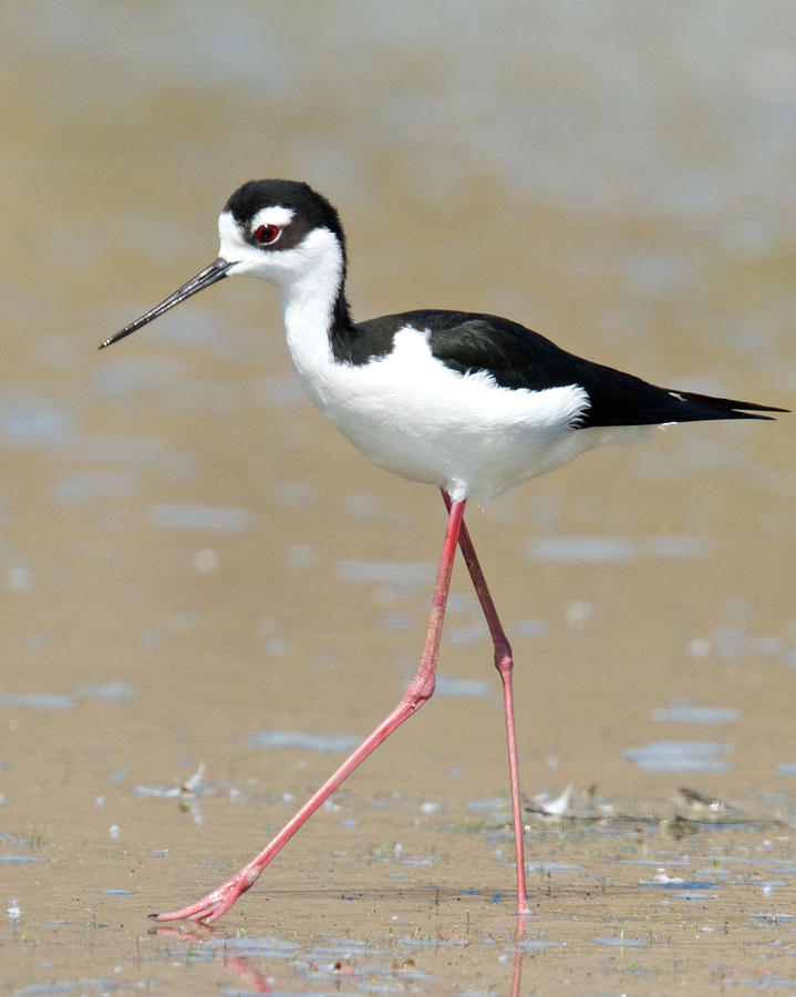 Black-necked Stilt Photograph By Steve Kaye | Fine Art America