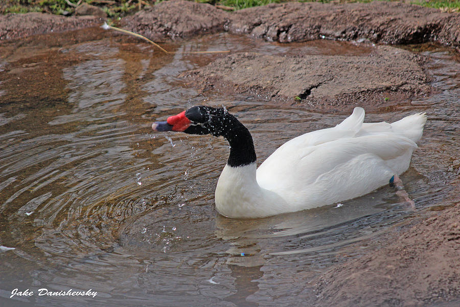 Swan Photograph - Black-Necked Swan Splashing by Jake Danishevsky
