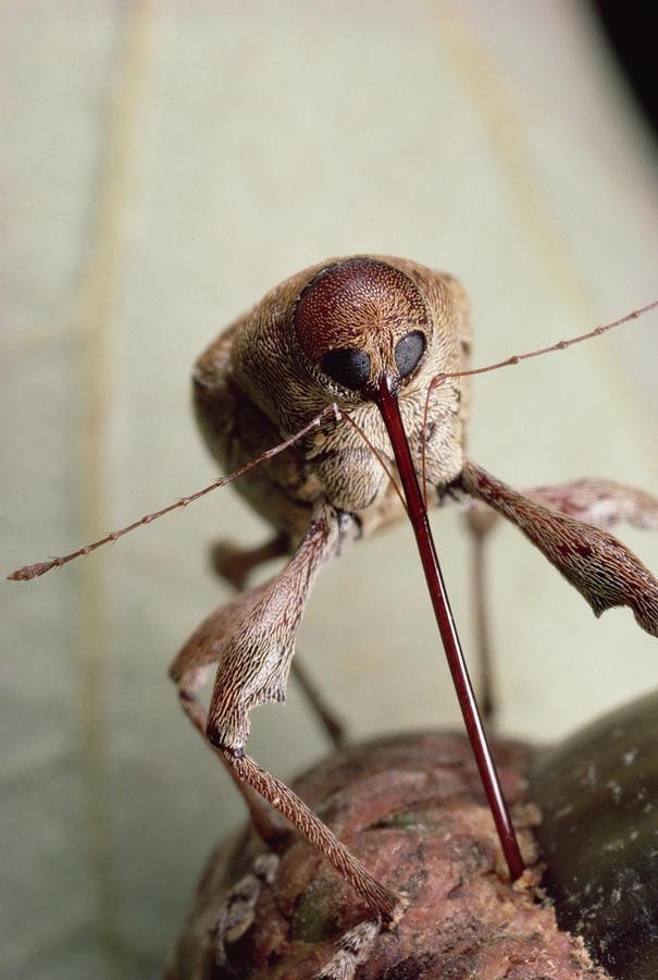 Animal Photograph - Black Oak Acorn Weevil Boring Into Acorn by Mark Moffett