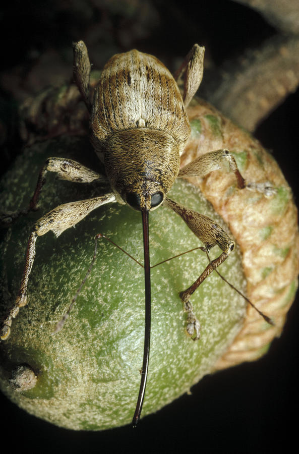 Animal Photograph - Black Oak Acorn Weevil On Acorn by Mark Moffett