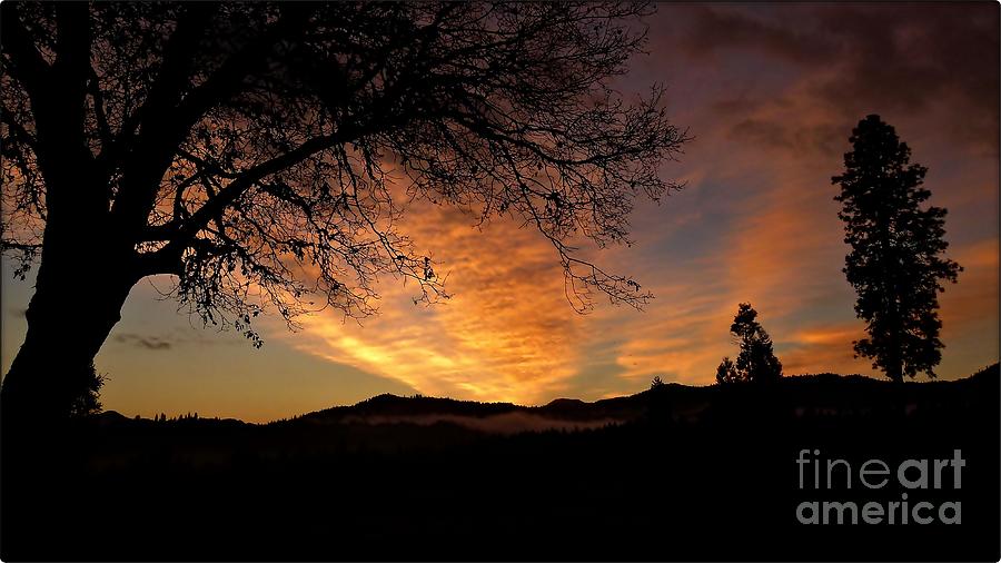 Black Oak Sunrise Photograph by Julia Hassett