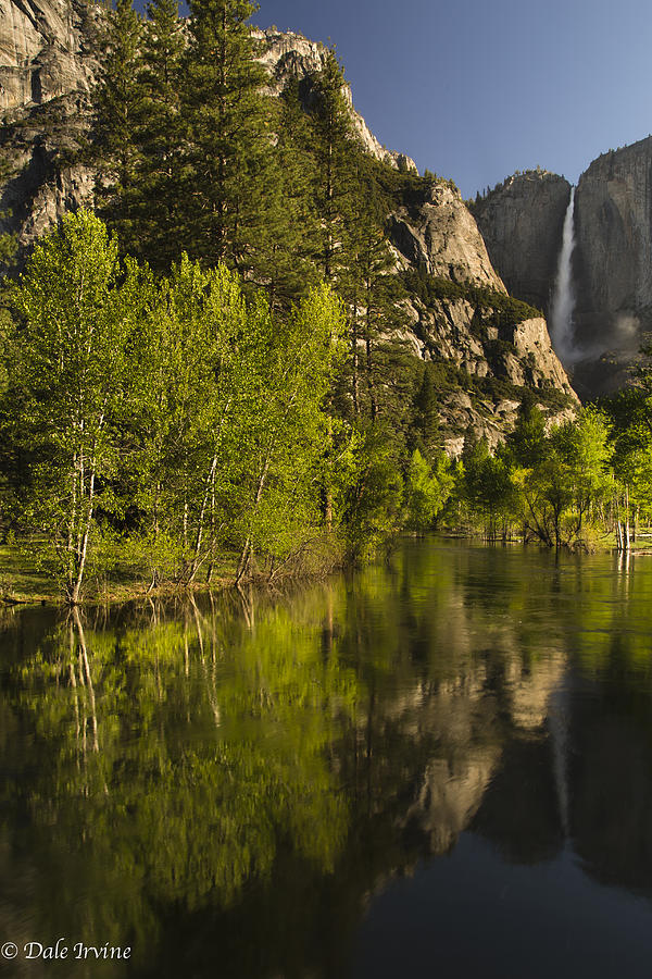 Spring Photograph - Sierra Aspens Reflected in the Merced River with Yosemite Falls by Dale Irvine