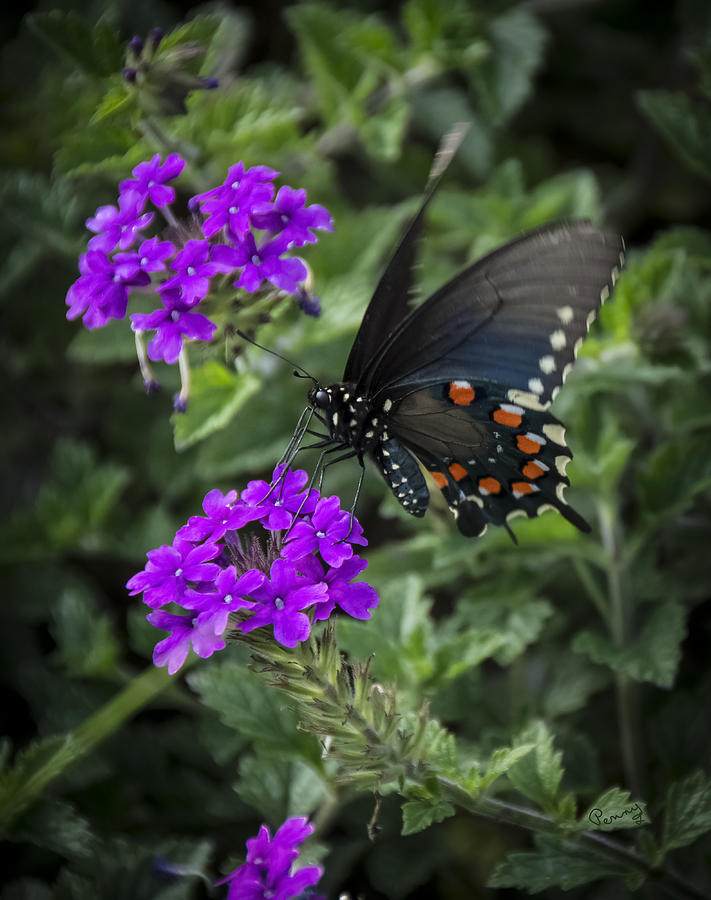 Butterfly Photograph - Black on Orchid by Penny Lisowski