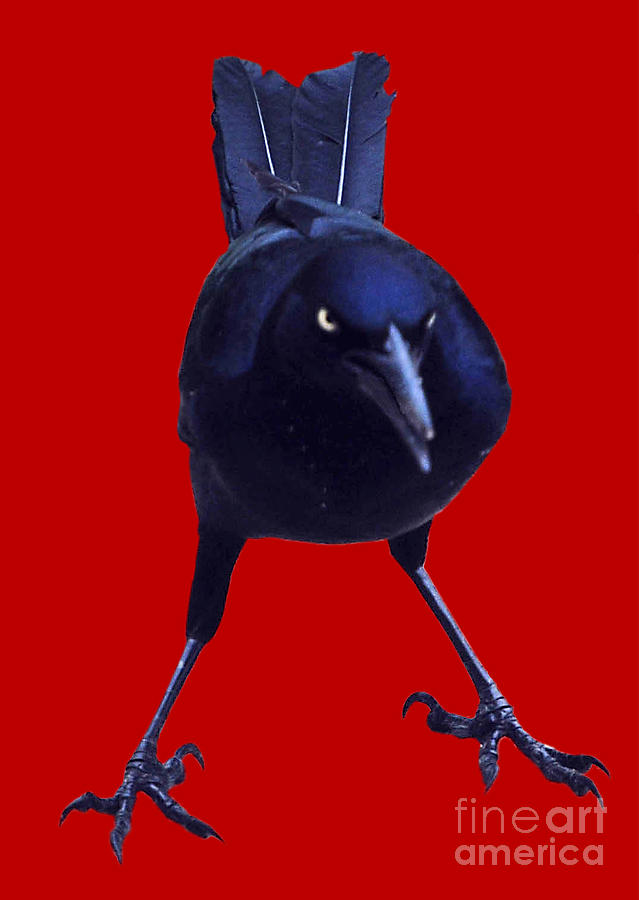 Blackbird Photograph - Black On Red by DiDi Higginbotham