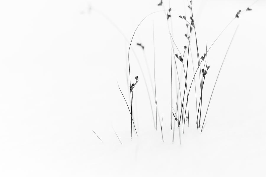 Winter Photograph - Black On White by Du?an Ljubi?i?