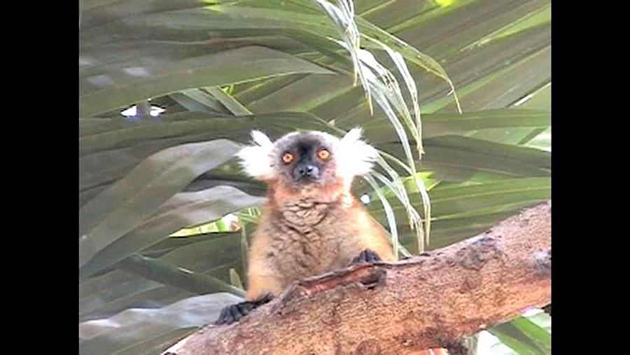 Black Orange Eye Lemur Photograph by Jay Milo