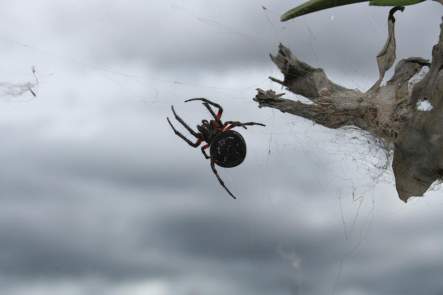 Black Orb Weaver Spider Photograph by Robert Hamm