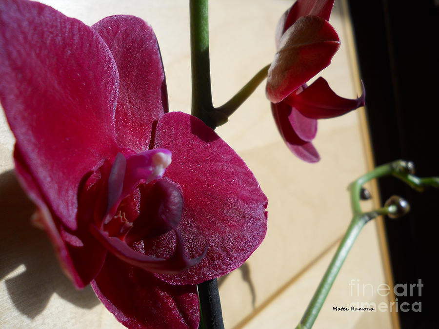 Black Orchid Photograph by Ramona Matei