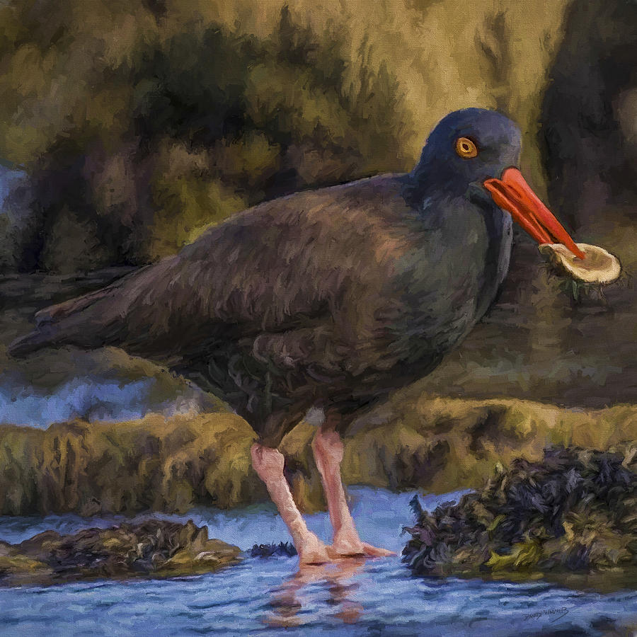 Black Oystercatcher Painting by David Wagner