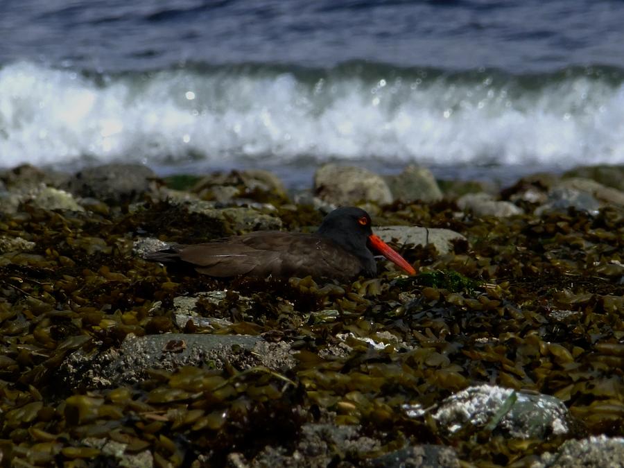 Black oystercatcher Photograph by Will LaVigne
