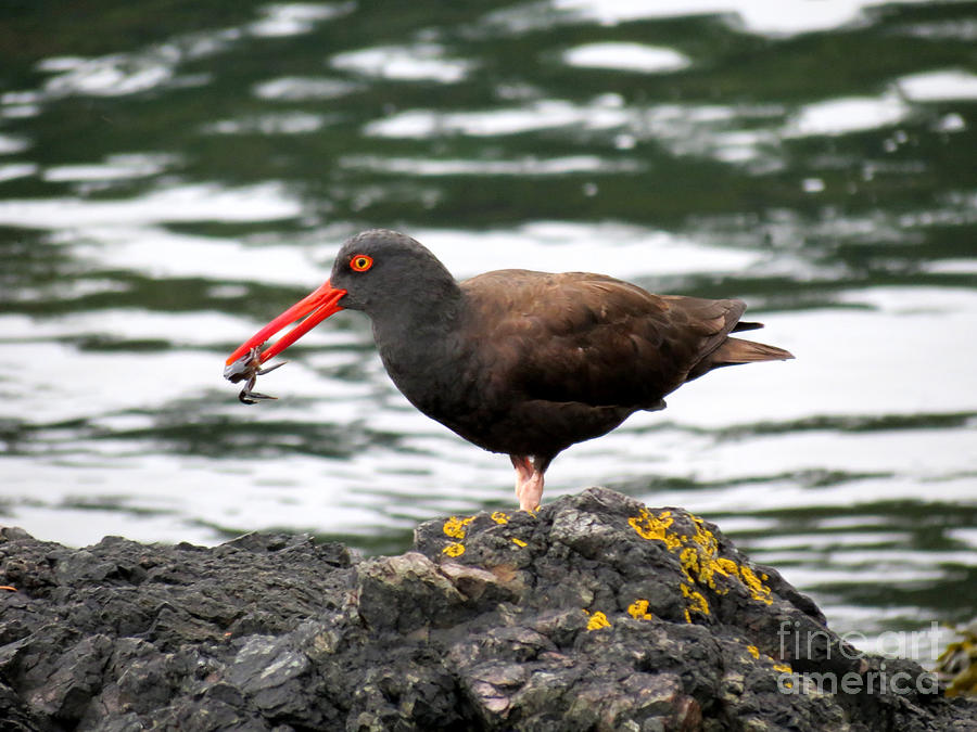 Black Oystercatcher With Crab Photograph by Gayle Swigart