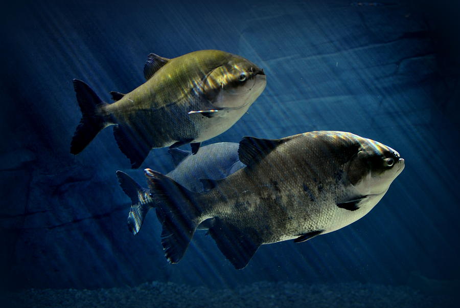 Black Pacu Photograph by Nathan Abbott