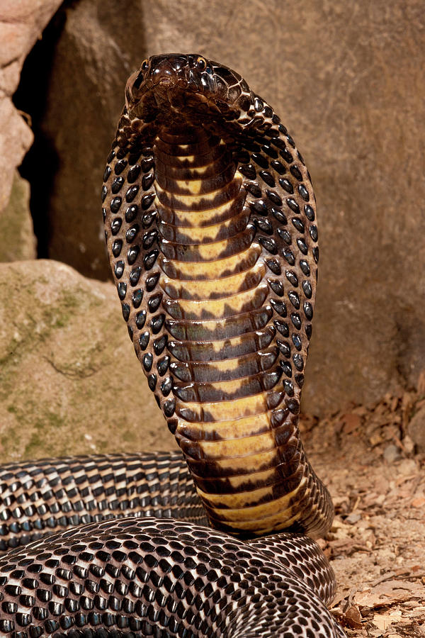 Black Pakistan Cobra, Naja Naja Photograph by David Northcott - Pixels