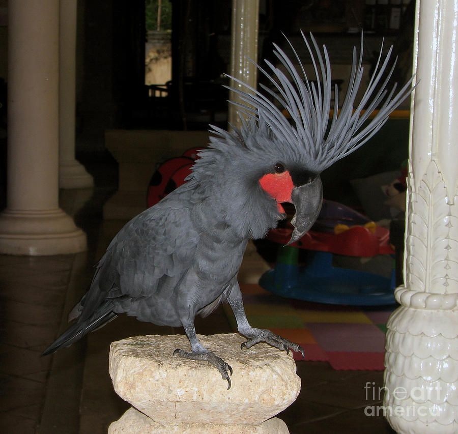 Black Palm Cockatoo Photograph By Sergey Lukashin