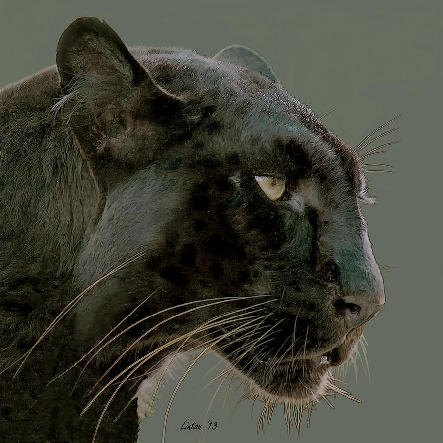 Black Panther 4 Digital Art by Larry Linton