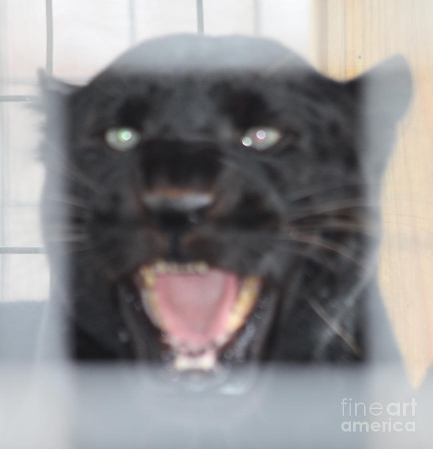 Black Panther Caged and Angry Photograph by John Telfer - Pixels