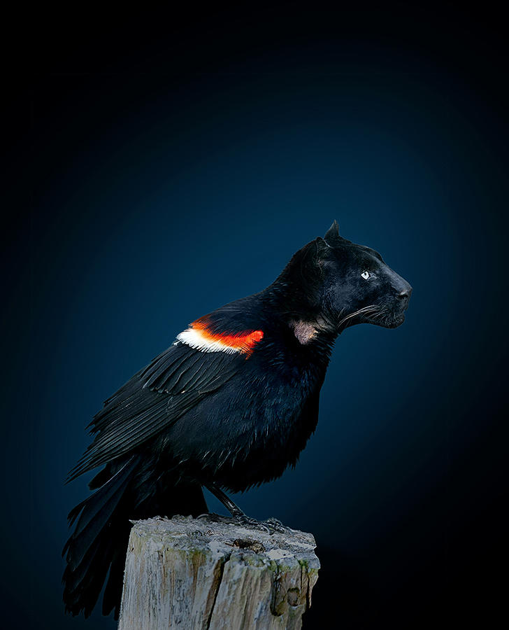 Black Panther Movie Photograph - Black panther combined with bird by Fitim Bushati