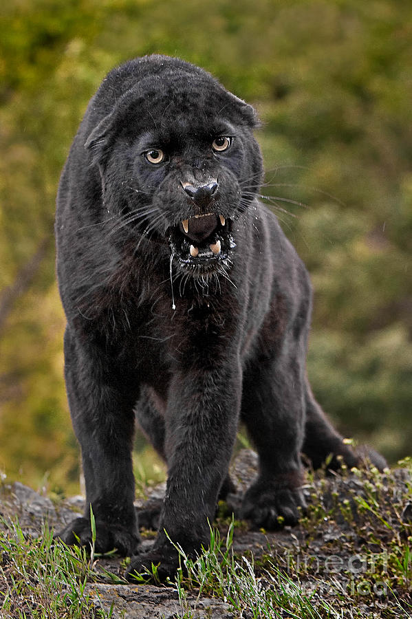 Black Panther Photograph by Jerry Fornarotto