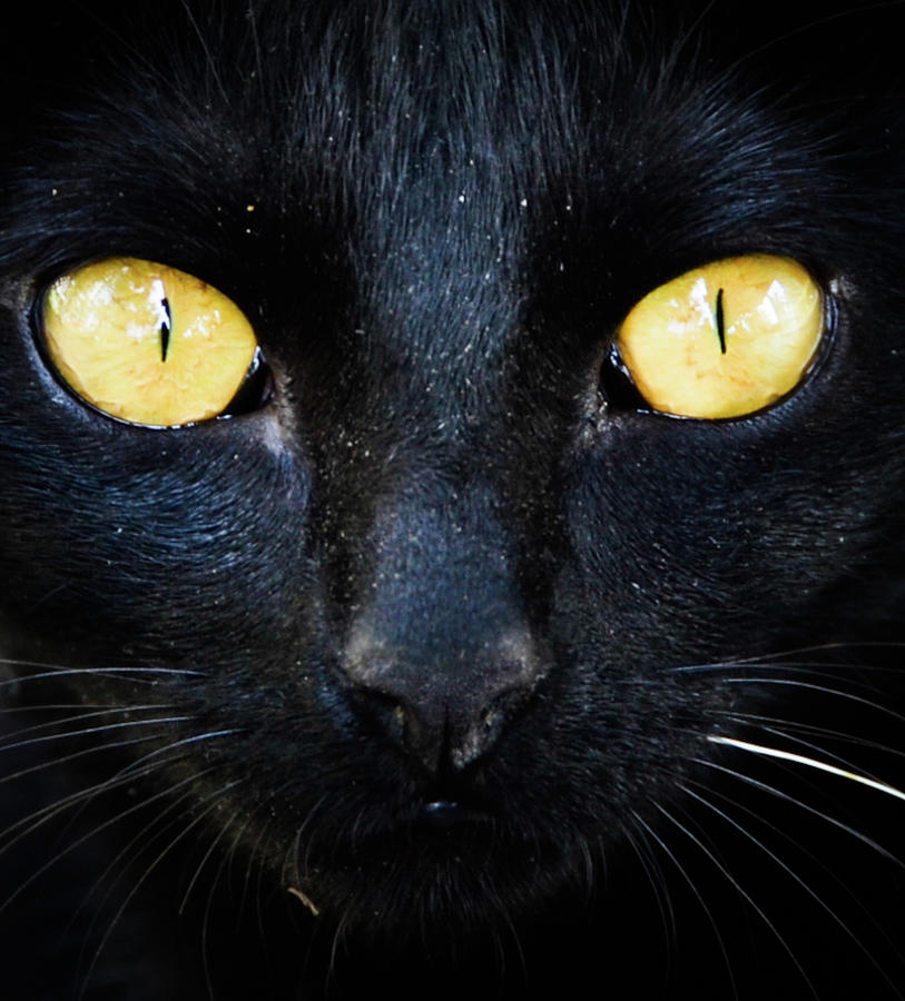 Black Panther Photograph by José Eduardo Nucci