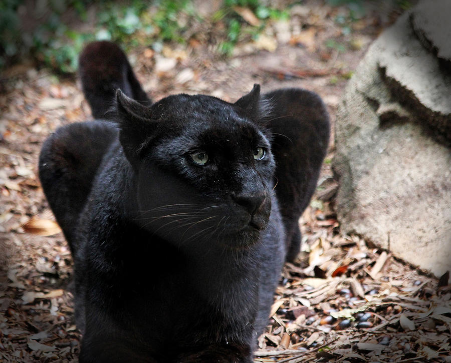 Black Panther Photograph by Judy Vincent