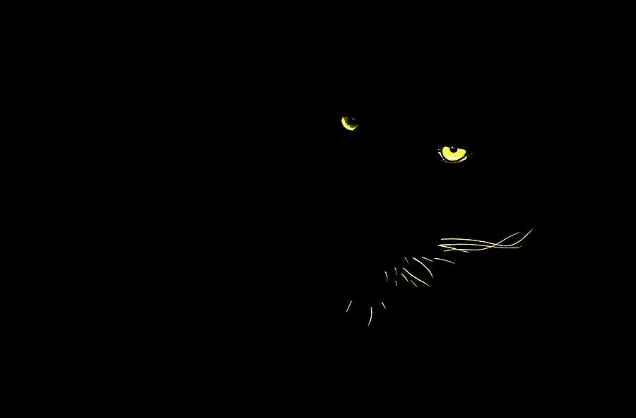 Black Panther Photograph by Stuart Harrison