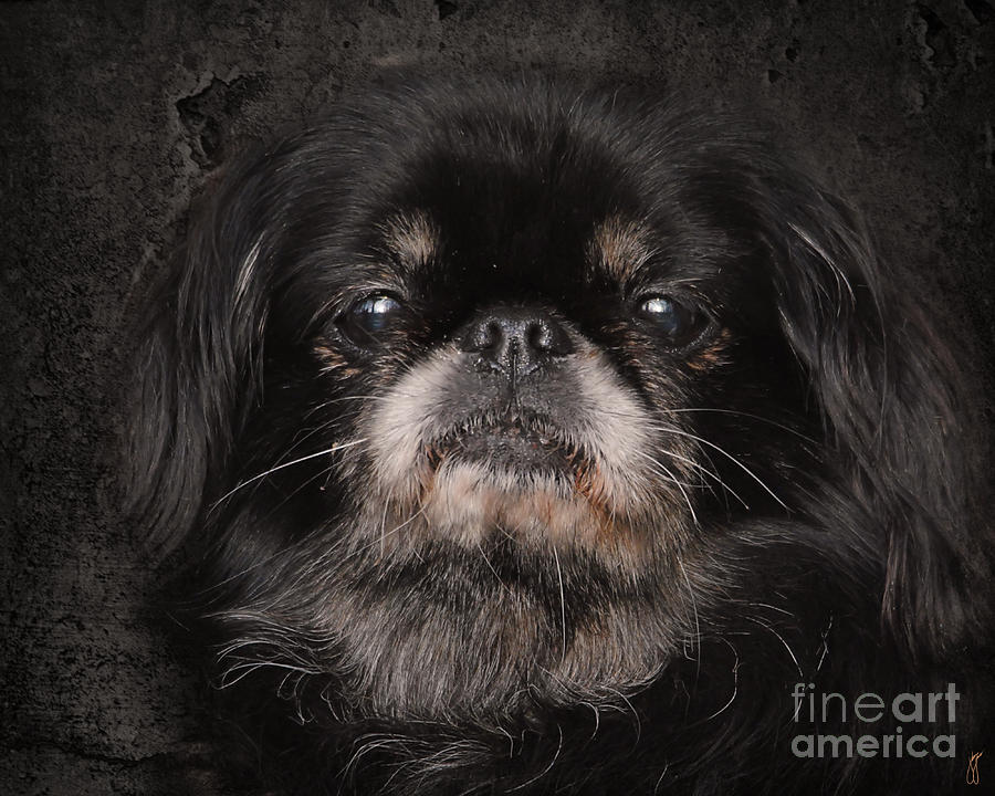 Dog Photograph - Black Pekingese by Jai Johnson