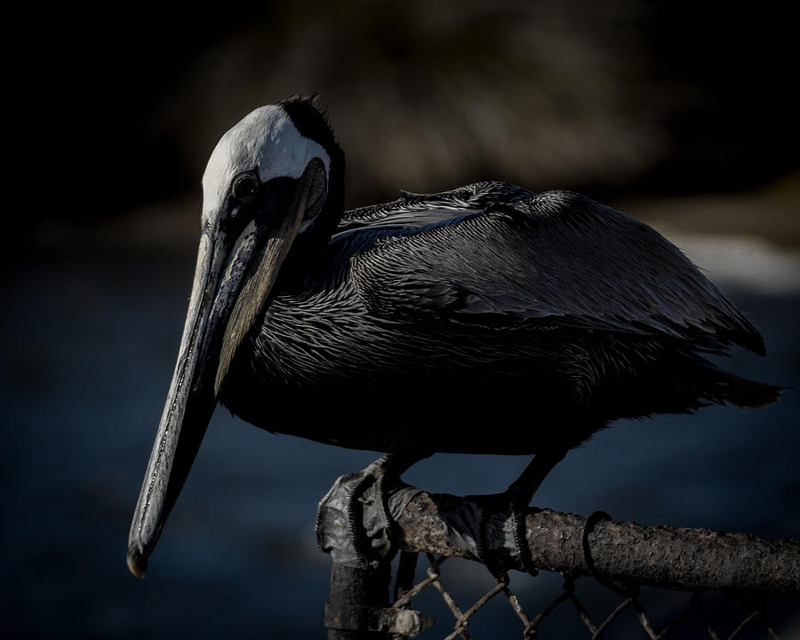 Pelican Photograph - Black Pelican by Ernest Echols