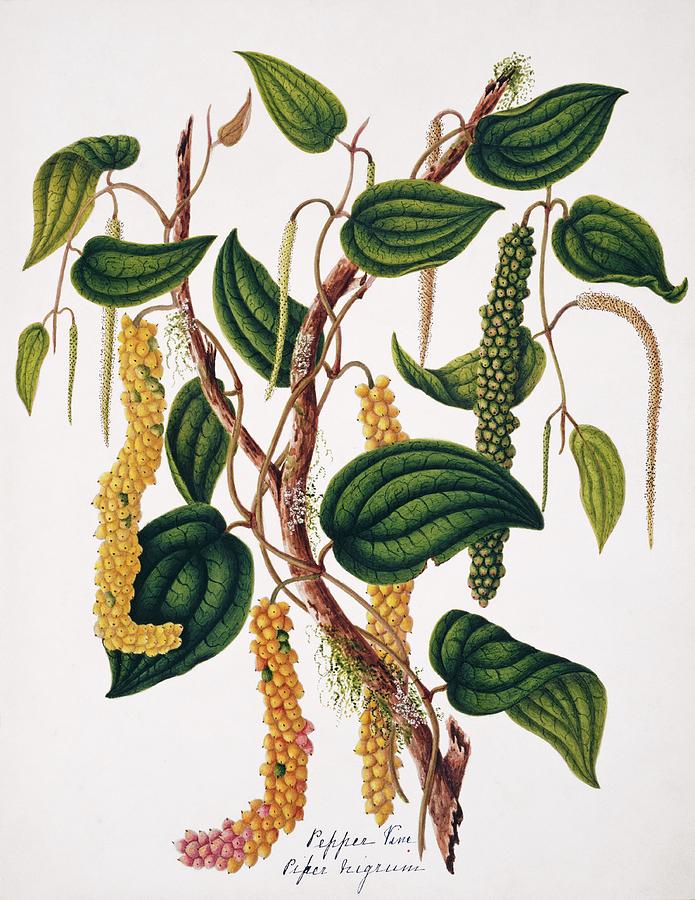 Black Pepper Growing On The Vine Photograph by Natural History Museum, London/science Photo Library