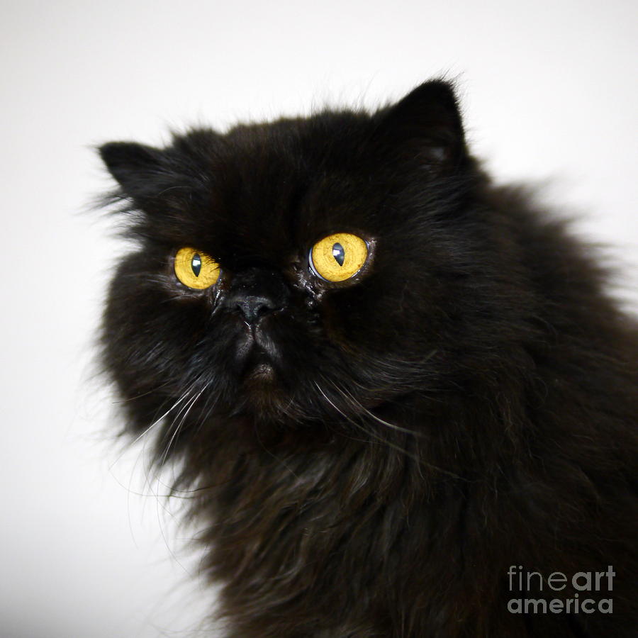 Cat Photograph - Black Persian Portrait by John Chatterley