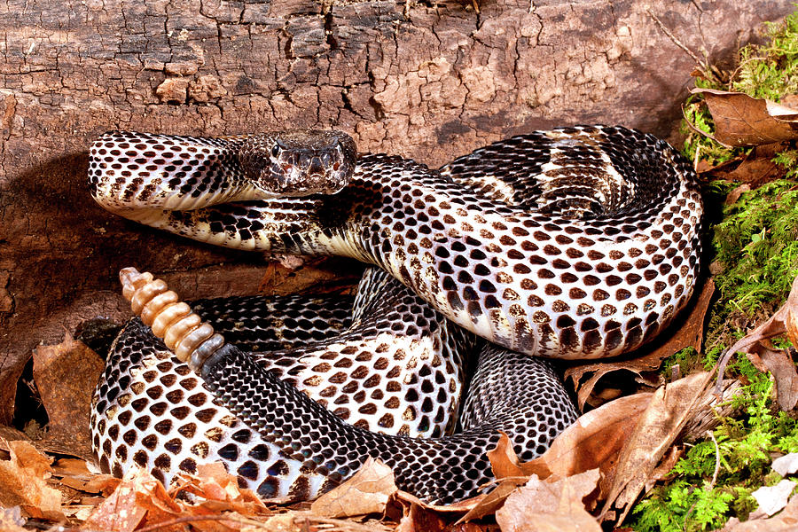 Black Phase Timber Rattlesnake Photograph By David Northcott | Fine Art ...