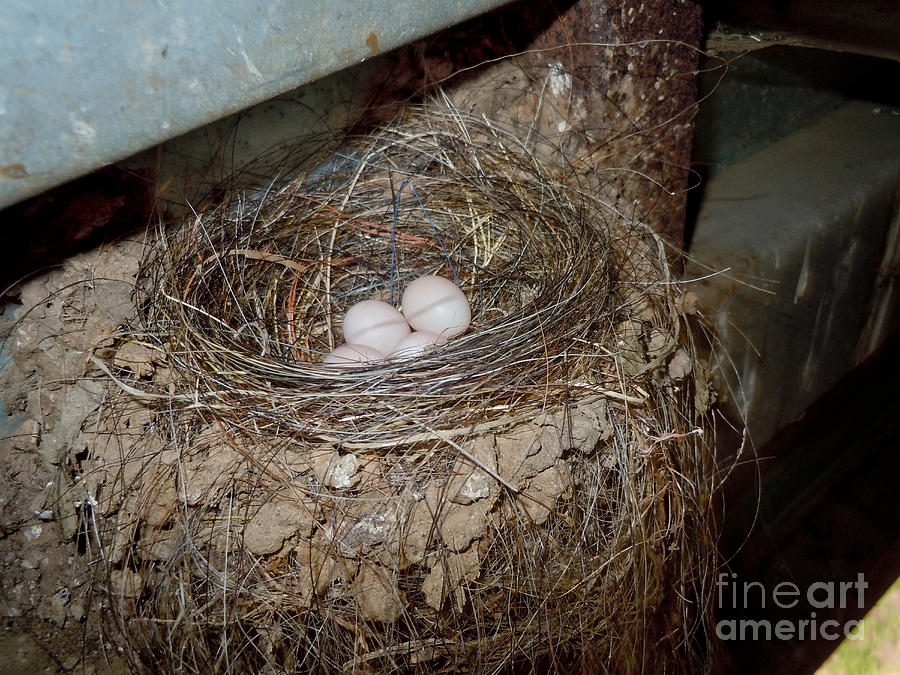 Black Phoebe Nest With Eggs Photograph by Anthony Mercieca - Pixels