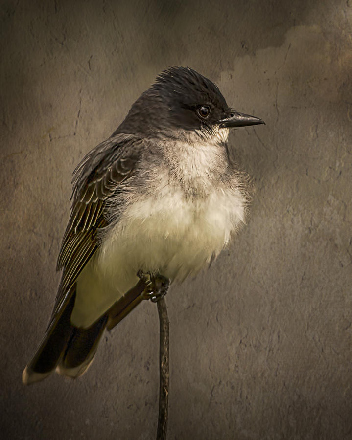 Bird Photograph - Black Phoebe by Priscilla Burgers