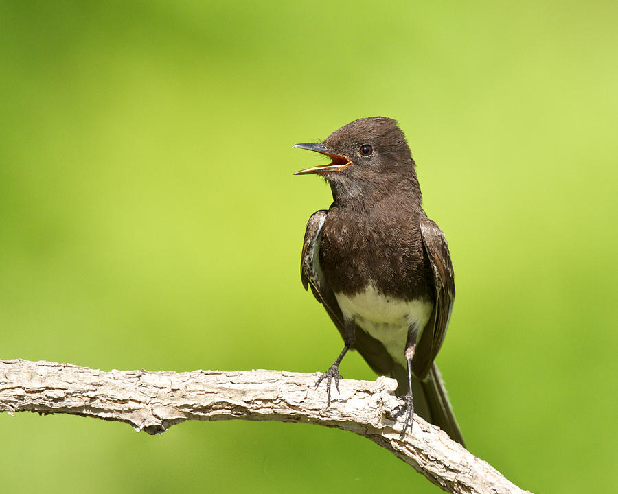 Black Phoebe by Steve Kaye Black Phoebe by Steve Kaye
