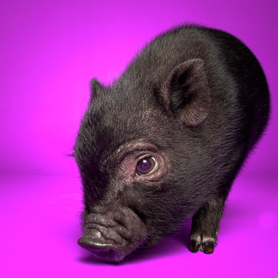Black Pig Photograph by Square Dog Photography