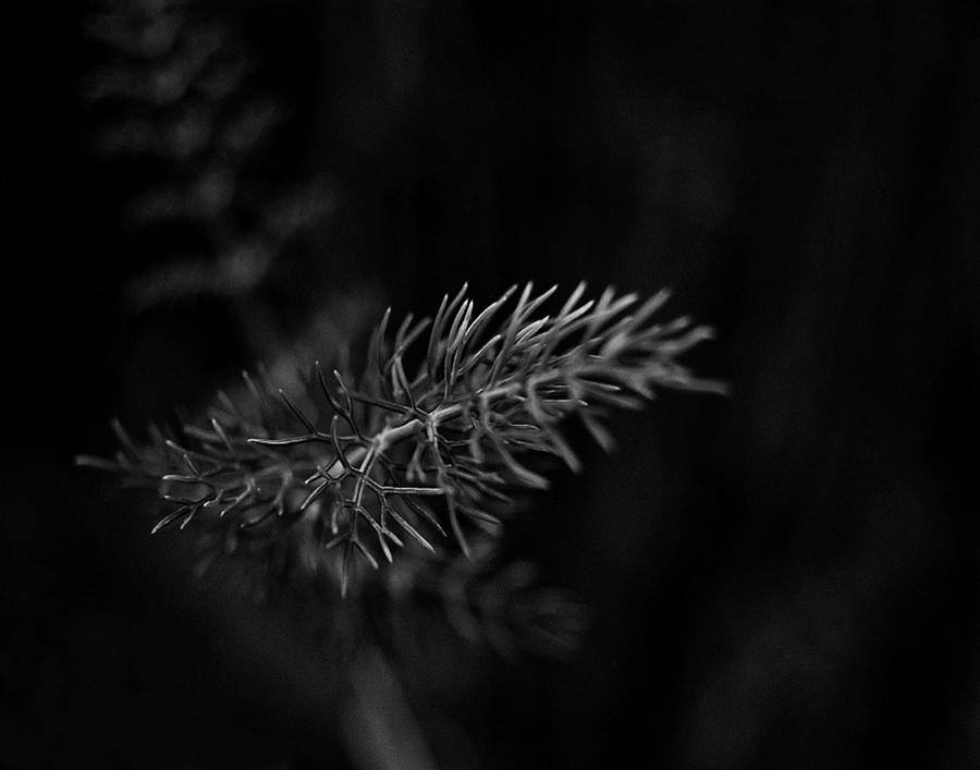 Black Pine Photograph by Tommy Carlisle | Fine Art America